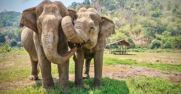 Як у людей, чи ні: вчені розповіли, чи є у тварин друзі (відео)