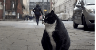 Звезда польского Щецина: уличный кот Гацек нашел новый дом (видео)
