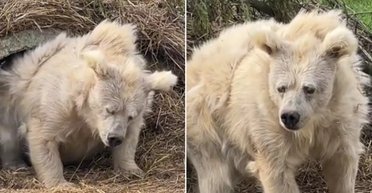 Людям потрібно заново навчитися впадати в сплячку: вчені кажуть, що це вилікує нас від хвороб