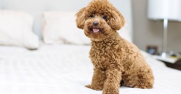 Женщина думала, что купила щенка мини пуделя: два месяца спустя выплыла правда (фото)