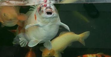 Видно очі, ніс та рот: чоловік показав загадкову рибу "з людським обличчям" (фото)