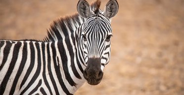 Никто не ездит верхом на зебрах: почему животные не рассматриваются в качестве средства передвижения