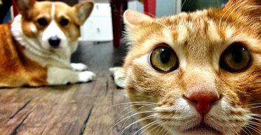 Ученые рассказали, каким видят мир кошки и собаки