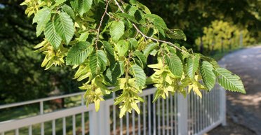 На Тернопольщине суд конфисковал у должника ветку дерева: ее Госисполслужба выставила на аукцион (фото)