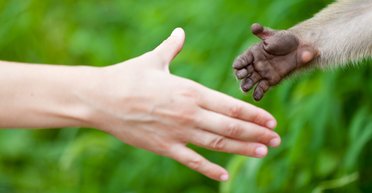 Грустный праздник. Почему День Земли 2019 посвящен сохранению животных видов