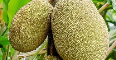 Найважчий фрукт у світі: рекордсменом виявився не найочевидніший кандидат