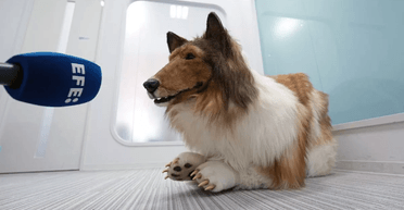 З'явилися послідовники: чоловік, який "став собакою", дав перше інтерв'ю (відео)