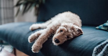 7 способів допомогти вашому улюбленцю впоратися з тривогою розлуки