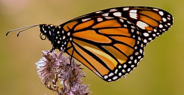 Ученые придумали робота, который летает без батареек: как работает странное устройство