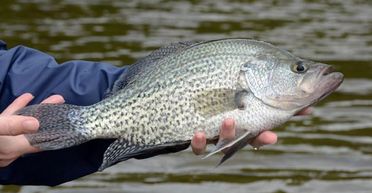 Жінка побила 29-річний рекорд, спіймавши рибу особливого виду (фото)