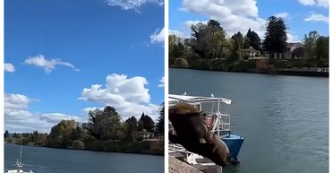 Гигантский обитатель моря напугал туриста: животное просто захотело понырять (видео)