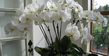 Цілорічне цвітіння орхідеї: флористи поділилися секретами вирощування рослини