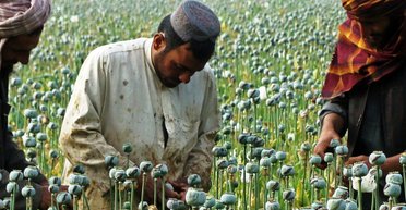 Короли маковых полей. Как Афганистан стал мировым центром наркоторговли