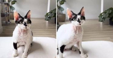 Мужчина взял кота из приюта: через неделю он понял, что что-то пошло не так (фото)