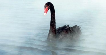 Птенцы "черных лебедей". Как власть порождает проблемы, которые не сможет решить