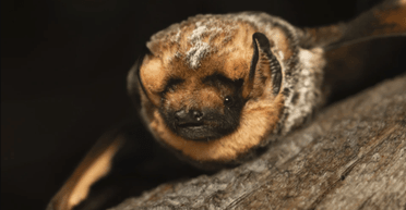 Идеальный для игры в квиддич: в США конкурс красоты среди летучих мышей выиграл Hoary Potter