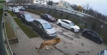 "Он агрессивный!": в Хмельницком заметили льва, который разгуливает по дворам (видео)