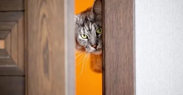Іноді це може бути тривожний сигнал: чому кішки ненавидять зачинені двері
