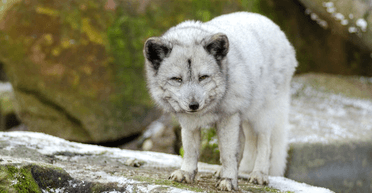 Мають багато спільного: жінка прихистила цуценя, а потім зрозуміла, що це вовк (відео)