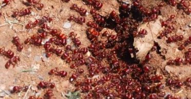 Армія із сотень мільйонів мурах захопила пляжі Франції (відео)