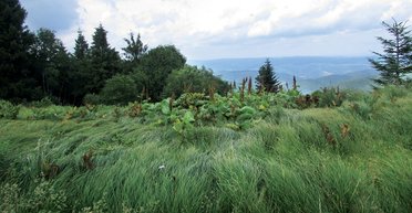 Честная гора. Чему могут научить Карпаты украинское общество