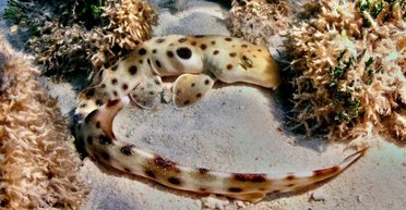 Дуже дивні акули порушують правила еволюції: "ходять" сушею і їм майже не потрібен кисень