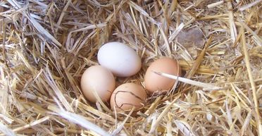 Господиня не була готова до того, що саме вилупиться з "вареного" курячого яйця (фото)