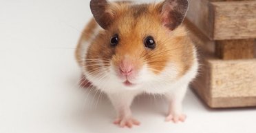 Упала на землю: жінка померла після нападу та укусу хом'яка