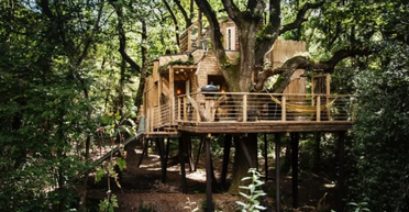 9 метров над землей: как выглядит самый роскошный в мире дом на дереве (фото)