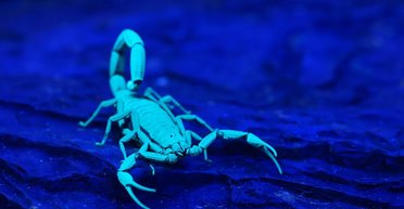 Погрожував клешнями і хвостом: студентка знайшла в посилці зі взуттям отруйного скорпіона (фото)