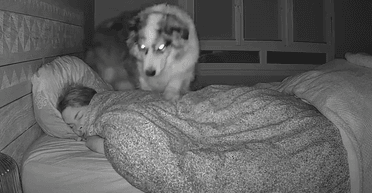 Ніхто не очікував: прихована камера показала, що робить собака вночі