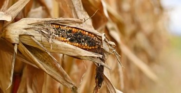 Ядерна зима буде гіршою за будь-які прогнози: справжня катастрофа почнеться на 9 рік після вибуху