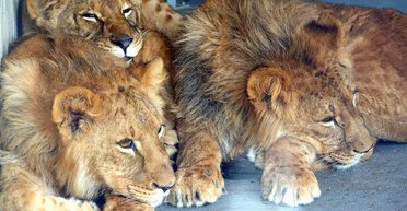 "Из-под пуль — во Францию": зоозащитники эвакуировали из Украины троих львов (фото)