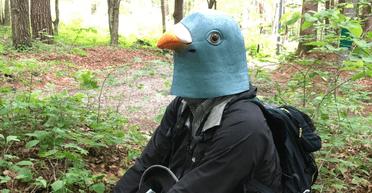 Запам'ятовують обличчя: учений цілий рік носив маску птаха, щоб обдурити синиць (фото)