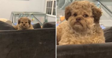 "Виглядає дивовижно": інтернет одержимий собакою схожою на людину (відео)