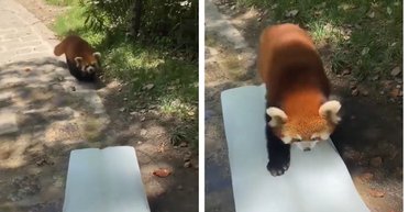 Красная панда стала звездой сети, показав, как охлаждается в жару (видео)