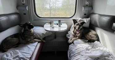 "Укрзализныця" обновила правила перевозки животных: полный перечень