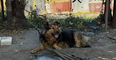 Собака, потерявшая хозяина во время обстрела 28 августа, нашла новый дом