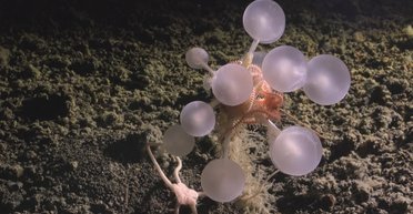 В Южном океане обнаружен "шар смерти": хищный организм скрывался на глубине 3601 м (видео)