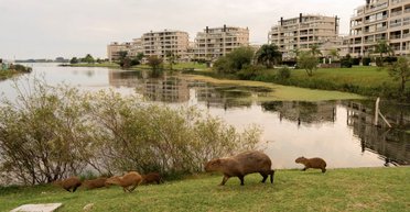 Капибары "захватили" целый город в Аргентине (фото, видео)