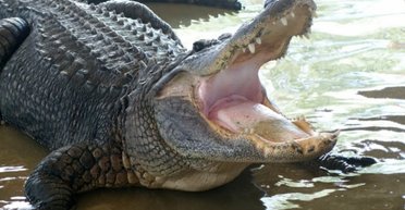 Пять человек провели почти 2 суток среди аллигаторов и анаконд: как им удалось выжить (фото, видео)