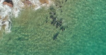 Уникальные кадры. На белую акулу напала стая тюленей: в чем причина такого поведения (видео)