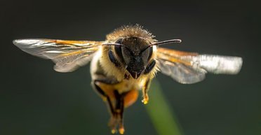 Спасают пчел с помощью 3D-печати: инженеры создают экологические ульи