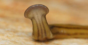 США атакует токсичный червь: обезглавливание лишь позволяет ему размножаться быстрее