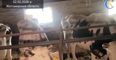 Тварини місяцями страждають через рейдерське захоплення ДП "Рихальське": Держпродспоживслужба ігнорує, — ЗМІ