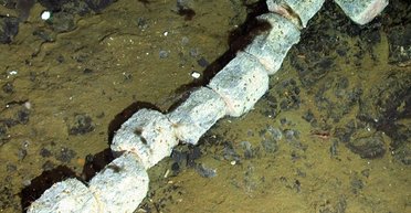 Загробне життя кита розкриває таємницю глибоководної біології Південного океану: що виявили вчені