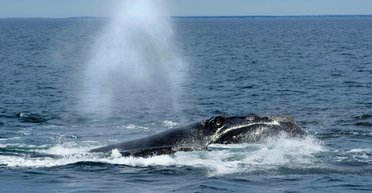 Осталось менее 400: самый редкий кит в мире вновь под угрозой вымирания из-за людей