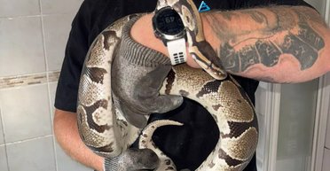 Ужас в собственном доме: мужчина едва не наступил на змею во время ночного похода в туалет (фото)