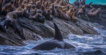 Плотоядные косатки удивили ученых: десятилетиями ученые считали их одной группой