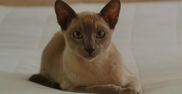 Цупить білизну із шворок сусідів і несе додому: в Новій Зеландії спіймали серійного кота-клептомана